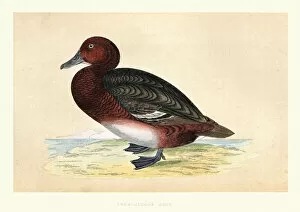 Bird Lithographs Gallery: Ferruginous duck, Aythya nyroca, Wildlife, Birds, diving ducks, Art Prints
