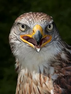 Hawk Bird Collection: Ferruginous Hawk