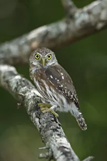 Images Dated 3rd November 2015: Ferruginous Pygmy-Owl