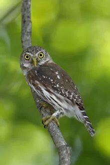 Images Dated 3rd November 2015: Ferruginous Pygmy-Owl
