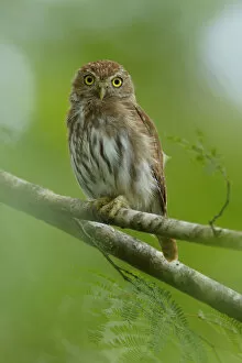 Images Dated 20th April 2017: Ferruginous Pygmy-Owl
