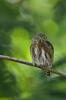Images Dated 21st April 2016: Ferruginous Pygmy-Owl
