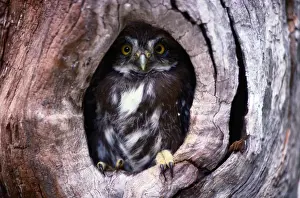 Ferruginous pygmy owl (Glaucidium brasilianum) in nest cavity