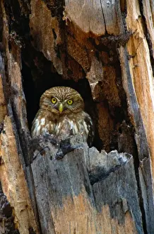 Ferruginous pygmy owl (Glaucidium brasilianum) in tree, Brazil