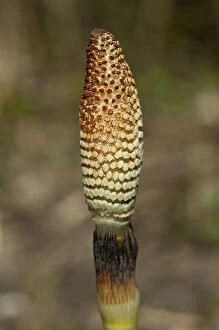 Images Dated 14th April 2013: Fertile spore-bearing stem of a Field Horsetail or Common Horsetail -Equisetum arvense-, Switzerland
