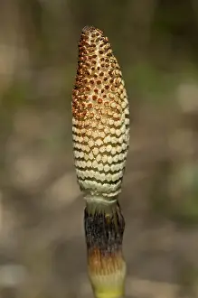 Suisse Prints: Fertile spore-bearing stem of a Field Horsetail or Common Horsetail -Equisetum arvense