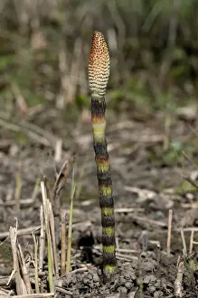 Fertile spore-bearing stem of a Field Horsetail or Common Horsetail -Equisetum arvense-, Switzerland