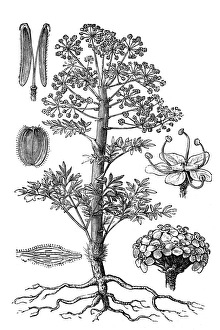 Images Dated 22nd May 2016: Ferula scorodosma