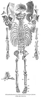Fetus Prints: Fetus skeleton anatomy engraving 1857