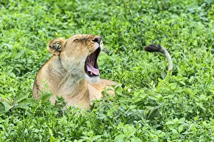 Images Dated 21st February 2014: Ffly-ridden Lioness -Panthera leo-, Ndutu, Tanzania