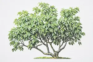 Branches Prints: Ficus carica, Common Fig, showing bushy growth of serrated leaves