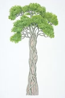 Ficus sp. Strangler Fig, wrapped around trunk of host tree