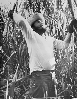 Fidel Castro Working in Sugar Cane Field