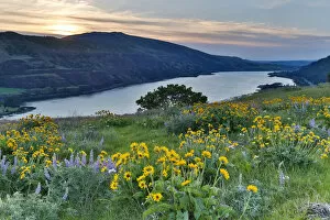 Uncultivated Gallery: Field of Balsamroot (Balsamorhiza) and Lupine (Lupinus) on hills above Columbia River in Columbia