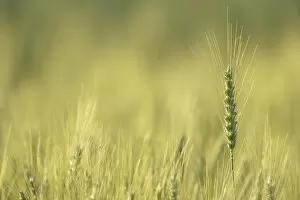 Images Dated 15th June 2012: Field of Barley -Hordeum vulgare-, Waiblingen, Germany, Europe