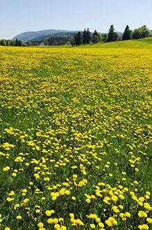 Daisy Family Gallery: Field of blooming Dandelion (Taraxacum sect. Ruderalia), Jura, Switzerland, Europe
