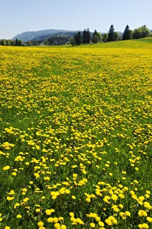 Swiss Collection: Field of blooming Dandelion (Taraxacum sect. Ruderalia), Jura, Switzerland, Europe