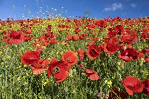 Uncultivated Collection: Field of bright red poppies (Papaveraceae), Andalusia, Spain