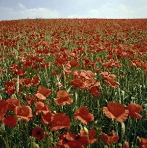 Images Dated 3rd July 2006: Field of Bright Red Poppy Flowers