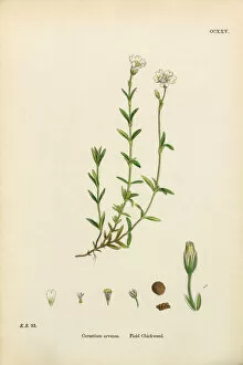 Images Dated 20th February 2017: Field Chickweed, Cerastium Arvense, Victorian Botanical Illustration, 1863