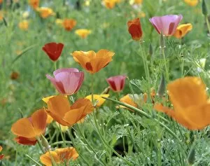 Images Dated 29th June 2006: Field of Colourful Californian Poppy Flowers