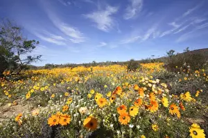 Colou Prints: Field of Colourful Namaqualand Daisies (Dimorphotheca sinuata) Scenic