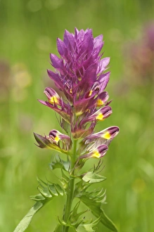 Images Dated 25th May 2012: Field Cow-wheat -Melampyrum arvense-, a semi-parasitic plant, Kaiserstuhl, Baden-Wurttemberg