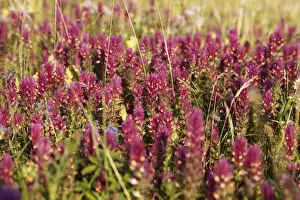 Mint Plant Family Prints: Field Cow-Wheat (Melampyrum arvense), Bavaria, Germany, Europe
