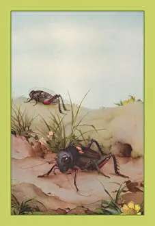 Classroom Prints: Field Cricket
