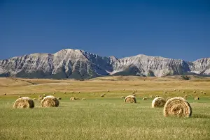 Field of hay bales, Alberta, Canada