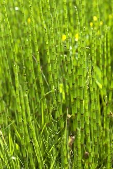 Images Dated 26th May 2014: Field Horsetail -Equisetum arvense-, Bavaria, Germany