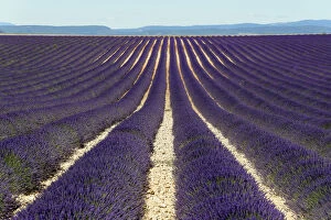 Images Dated 30th June 2014: Field of lavender -Lavandula angustifolia-, Valensole, Alpes-de-Haute-Provence