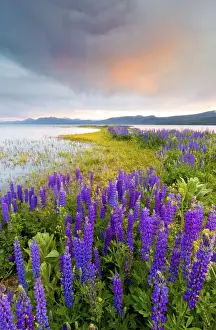 Lupine Prints: A field of Lupine wildflowers on the north shore of Lake Tahoe at sunset, California
