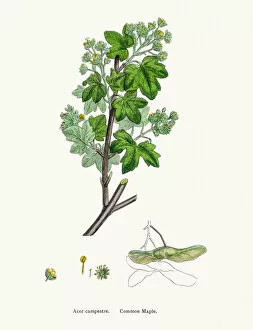 English Botany, or Coloured figures of British Plants Collection: Field maple tree branch