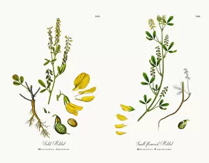 Images Dated 11th December 2017: Field Melilot, Melilotus Arvensis, Victorian Botanical Illustration, 186