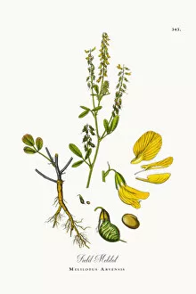 Images Dated 16th October 2017: Field Melilot, Melilotus Arvensis, Victorian Botanical Illustration, 1863