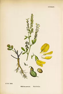 Images Dated 9th June 2017: Field Melilot, Melilotus Arvensis, Victorian Botanical Illustration, 1863