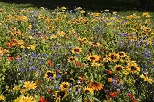 Field of mixed red and orange Cosmos -Cosmos-, yellow Zinnias -Zinnia- and Blue Knapweed -Centaurea- flowers in summer
