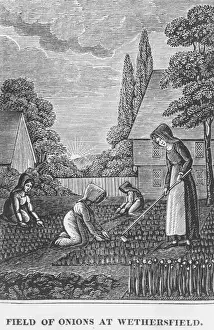 Field of Onions