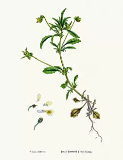 English Botany, or Coloured figures of British Plants Collection: Field pancy plant