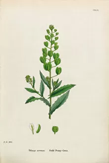 Images Dated 30th January 2017: Field Penny-Cress, Thlaspi Arvense, Victorian Botanical Illustration, 1863