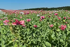 Field of poppies, Opium Poppy -Papaver somniferum-