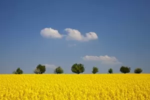 Images Dated 22nd April 2011: Field of Rape or Canola -Brassica napus- with trees at the rear