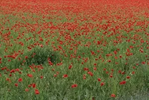Images Dated 3rd July 2006: Field of Red Poppy Flowers in Long Grass
