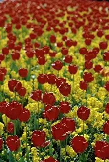 Images Dated 3rd July 2006: Field of Red Tulips Amongst Yellow Oilseed Rape