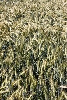 Images Dated 28th June 2011: Field of Rye -Secale cereale-