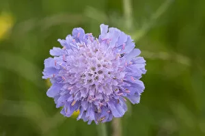 Images Dated 28th May 2014: Field Scabious -Knautia arvensis-, Bavaria, Germany