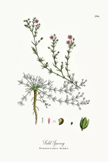Images Dated 5th October 2017: Field Spurrey, Spergularia rubra, Victorian Botanical Illustration, 1863