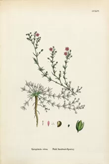 Images Dated 25th February 2017: Field Spurrey, Spergularia rubra, Victorian Botanical Illustration, 1863