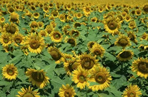 Images Dated 12th December 2018: Field of Sunflowers